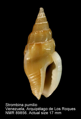 Strombina pumilio.jpg - Strombina pumilio (Reeve,1859)